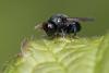 339274 – Photo : Philippe Vanmeerbeeck – Belgique